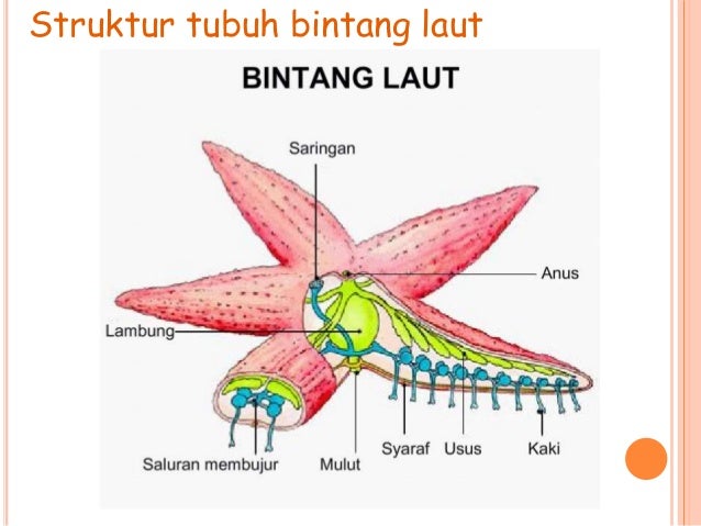 82+ Gambar Hewan Echinodermata Dan Namanya HD Terbaik