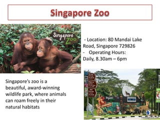 - Location: 80 Mandai Lake 
Road, Singapore 729826 
- Operating Hours: 
Daily, 8.30am – 6pm 
Singapore’s zoo is a 
beautiful, award-winning 
wildlife park, where animals 
can roam freely in their 
natural habitats 
 