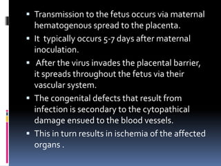  Transmission to the fetus occurs via maternal
hematogenous spread to the placenta.
 It typically occurs 5-7 days after maternal
inoculation.
 After the virus invades the placental barrier,
it spreads throughout the fetus via their
vascular system.
 The congenital defects that result from
infection is secondary to the cytopathical
damage ensued to the blood vessels.
 This in turn results in ischemia of the affected
organs .
 