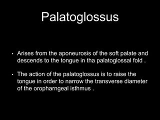 Palatoglossus
• Arises from the aponeurosis of the soft palate and
descends to the tongue in tha palatoglossal fold .
• The action of the palatoglossus is to raise the
tongue in order to narrow the transverse diameter
of the oropharngeal isthmus .
 
