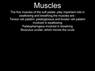 Muscles
The five muscles of the soft palate ,play important role in
swallowing and breathing,the muscles are :
Tensor veli palatini ,palatoglossus and levator veli palatini
involved in swallowing
Palatopharngeus involved in breathing
Musculus uvulae ,which moves the uvula
 
