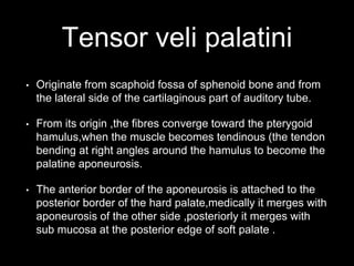 Tensor veli palatini
• Originate from scaphoid fossa of sphenoid bone and from
the lateral side of the cartilaginous part of auditory tube.
• From its origin ,the fibres converge toward the pterygoid
hamulus,when the muscle becomes tendinous (the tendon
bending at right angles around the hamulus to become the
palatine aponeurosis.
• The anterior border of the aponeurosis is attached to the
posterior border of the hard palate,medically it merges with
aponeurosis of the other side ,posteriorly it merges with
sub mucosa at the posterior edge of soft palate .
 