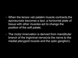 • When the tensor veli palatini muscle contracts,the
aponeurosis becomes a taut ,a horizontal plate of
tissue with other muscles act to change the
position of the soft palate.
• The motor innervation is derived from mandibular
branch of the trigiminal nerve(via the nerve to the
medial pterygoid muscle and the optic ganglion).
 