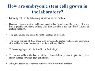 How are embryonic stem cells grown in
the laboratory?
• Growing cells in the laboratory is known as cell culture.
• Human embryonic stem cells are isolated by transferring the inner cell mass
into a plastic laboratory culture dish that contains a nutrient broth known as
culture medium.
• The cells divide and spread over the surface of the dish.
• The inner surface of the culture dish is typically coated with mouse embryonic
skin cells that have been treated so they will not divide.
• This coating layer of cells is called a feeder layer.
• The mouse cells in the bottom of the culture dish is provide to give the cells a
sticky surface to which they can attach.
• Also, the feeder cells release nutrients into the culture medium
 