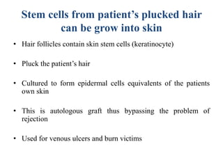 Stem cells from patient’s plucked hair
can be grow into skin
• Hair follicles contain skin stem cells (keratinocyte)
• Pluck the patient’s hair
• Cultured to form epidermal cells equivalents of the patients
own skin
• This is autologous graft thus bypassing the problem of
rejection
• Used for venous ulcers and burn victims
 