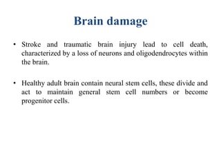 Brain damage
• Stroke and traumatic brain injury lead to cell death,
characterized by a loss of neurons and oligodendrocytes within
the brain.
• Healthy adult brain contain neural stem cells, these divide and
act to maintain general stem cell numbers or become
progenitor cells.
 