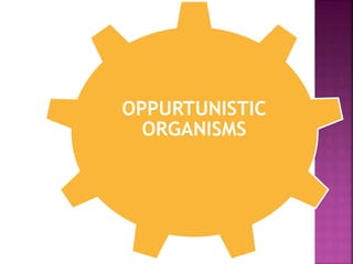 OPPURTUNISTIC
ORGANISMS
 