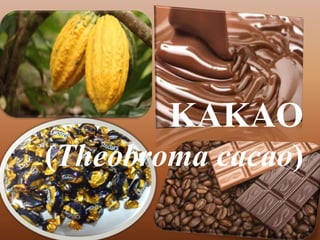 KAKAO
(Theobroma cacao)
 