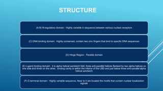 STRUCTURE
(A-B) N-regulatory domain: Highly variable in sequence between various nuclear receptors
(C) DNA binding domain: Highly conserved, contain two zinc fingers that bind to specific DNA sequences
(D) Hinge Region: Flexible domain
(E) Ligand binding domain: it is alpha helical sandwich fold, three anti-parallel helices flanked by two alpha helices on
one side and three on the other, binding cavity is within the inferior of the LBD and just below three anti-parallel alpha
helical sandwich
(F) C-terminal domain: Highly variable sequence, Near to it are located the motifs that contain nuclear localization
signals
 