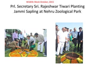 Prl. Secretary Sri. Rajeshwar Tiwari Planting
Jammi Sapling at Nehru Zoological Park
Wildlife Week October, 2015
 