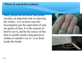 SANA
Where to search for evidence
Many people do not know that pollen
can play an important role in exposing
the crimes, it is in most cases the
investigation get the equivalent of only
ten grams of dust, It is the amount of
hard to see it, and be the source of this
dust is usually inside a bag person or
clothes or murder's car or even from
inside the bomb,
 