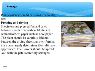 SANA
Storage
Plant evidence should be stored in cool dry
area
Pressing and drying
Specimens are pressed flat and dried
between sheets of absorbent blotters or
semi-absorbent paper such as newspaper
The plant should be carefully laid out
between the drying sheets, as their form at
this stage largely determines their ultimate
appearance. The flowers should be spread
out with the petals carefully arranged.
 