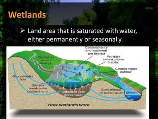  Land area that is saturated with water,
either permanently or seasonally.