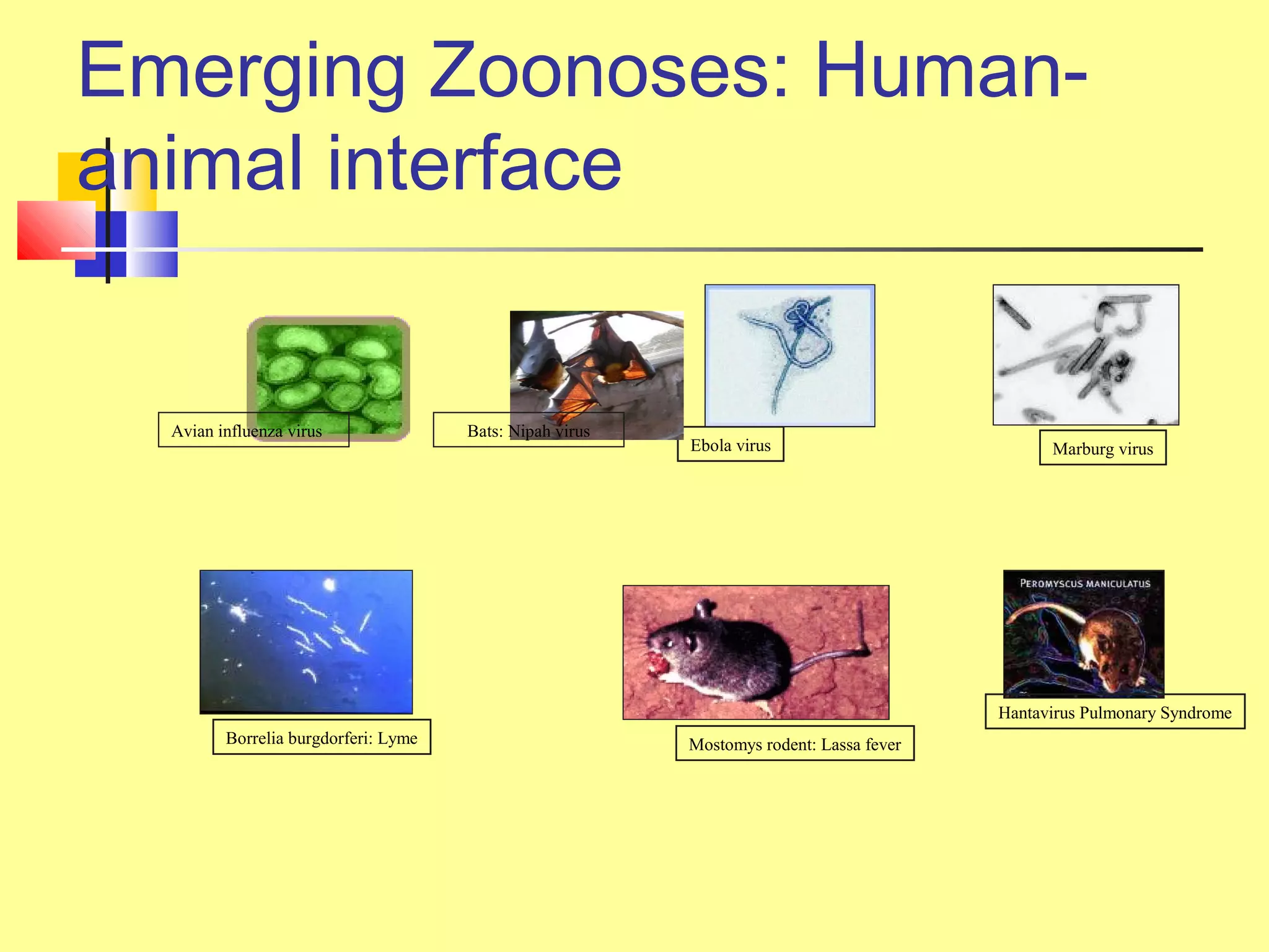 Emerging Zoonoses: Human-
animal interface
Marburg virus
Hantavirus Pulmonary Syndrome
Ebola virus
Borrelia burgdorferi: Lyme Mostomys rodent: Lassa fever
Avian influenza virus Bats: Nipah virus
 