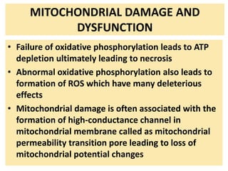 MITOCHONDRIAL DAMAGE AND
DYSFUNCTION
• Failure of oxidative phosphorylation leads to ATP
depletion ultimately leading to necrosis
• Abnormal oxidative phosphorylation also leads to
formation of ROS which have many deleterious
effects
• Mitochondrial damage is often associated with the
formation of high-conductance channel in
mitochondrial membrane called as mitochondrial
permeability transition pore leading to loss of
mitochondrial potential changes
 