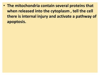 • The mitochondria contain several proteins that
when released into the cytoplasm , tell the cell
there is internal injury and activate a pathway of
apoptosis.
 