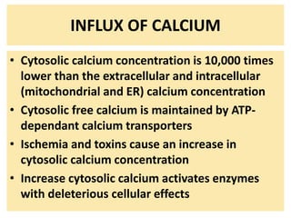 INFLUX OF CALCIUM
• Cytosolic calcium concentration is 10,000 times
lower than the extracellular and intracellular
(mitochondrial and ER) calcium concentration
• Cytosolic free calcium is maintained by ATP-
dependant calcium transporters
• Ischemia and toxins cause an increase in
cytosolic calcium concentration
• Increase cytosolic calcium activates enzymes
with deleterious cellular effects
 