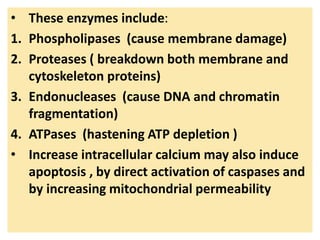 • These enzymes include:
1. Phospholipases (cause membrane damage)
2. Proteases ( breakdown both membrane and
cytoskeleton proteins)
3. Endonucleases (cause DNA and chromatin
fragmentation)
4. ATPases (hastening ATP depletion )
• Increase intracellular calcium may also induce
apoptosis , by direct activation of caspases and
by increasing mitochondrial permeability
 