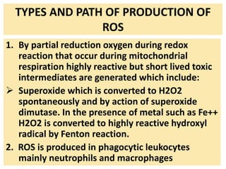 TYPES AND PATH OF PRODUCTION OF
ROS
1. By partial reduction oxygen during redox
reaction that occur during mitochondrial
respiration highly reactive but short lived toxic
intermediates are generated which include:
 Superoxide which is converted to H2O2
spontaneously and by action of superoxide
dimutase. In the presence of metal such as Fe++
H2O2 is converted to highly reactive hydroxyl
radical by Fenton reaction.
2. ROS is produced in phagocytic leukocytes
mainly neutrophils and macrophages
 