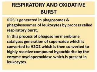 RESPIRATORY AND OXIDATIVE
BURST
ROS is generated in phagosomes &
phagolysosomes of leukocytes by process called
respiratory burst.
In this process of phagosome membrane
catalyses generation of superoxide which is
converted to H2O2 which is then converted to
highly reactive compound hypochlorite by the
enzyme myeloperoxidase which is present in
leukocytes
 