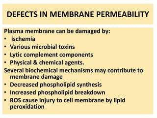 DEFECTS IN MEMBRANE PERMEABILITY
Plasma membrane can be damaged by:
• ischemia
• Various microbial toxins
• Lytic complement components
• Physical & chemical agents.
Several biochemical mechanisms may contribute to
membrane damage
• Decreased phospholipid synthesis
• Increased phospholipid breakdown
• ROS cause injury to cell membrane by lipid
peroxidation
 