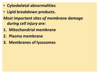 • Cytoskeletal abnormalities
• Lipid breakdown products.
Most important sites of membrane damage
during cell injury are:
1. Mitochondrial membrane
2. Plasma membrane
3. Membranes of lysosomes
 