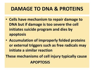 DAMAGE TO DNA & PROTEINS
• Cells have mechanism to repair damage to
DNA but if damage is too severe the cell
initiates suicide program and dies by
apoptosis
• Accumulation of improperly folded proteins
or external triggers such as free radicals may
initiate a similar reaction
These mechanisms of cell injury typically cause
APOPTOSIS
 