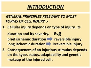 INTRODUCTION
GENERAL PRINCIPLES RELEVANT TO MOST
FORMS OF CELL INJURY :-
1. Cellular injury depends on type of injury, its
duration and its severity. e.g
brief ischemic duration reversible injury
long ischemic duration irreversible injury
2. Consequences of an injurious stimulus depends
on the type, status, adaptability and genetic
makeup of the injured cell .
 