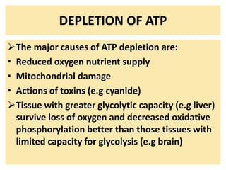 DEPLETION OF ATP
The major causes of ATP depletion are:
• Reduced oxygen nutrient supply
• Mitochondrial damage
• Actions of toxins (e.g cyanide)
Tissue with greater glycolytic capacity (e.g liver)
survive loss of oxygen and decreased oxidative
phosphorylation better than those tissues with
limited capacity for glycolysis (e.g brain)
 