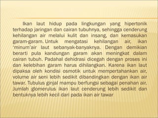 Ikan laut hidup pada lingkungan yang hipertonik
terhadap jaringan dan cairan tubuhnya, sehingga cenderung
kehilangan air melalui kulit dan insang, dan kemasukan
garam-garam. Untuk mengatasi kehilangan air, ikan
‘minum’air laut sebanyak-banyaknya. Dengan demikian
berarti pula kandungan garam akan meningkat dalam
cairan tubuh. Padahal dehidrasi dicegah dengan proses ini
dan kelebihan garam harus dihilangkan. Karena ikan laut
dipaksa oleh kondisi osmotik untuk mempertahankan air,
volume air seni lebih sedikit dibandingkan dengan ikan air
tawar. Tubulus ginjal mampu berfungsi sebagai penahan air.
Jumlah glomerulus ikan laut cenderung lebih sedikit dan
bentuknya lebih kecil dari pada ikan air tawar
 