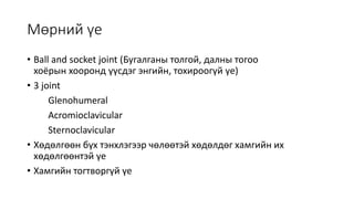 Мөрний үе
• Ball and socket joint (Бугалганы толгой, далны тогоо
хоёрын хооронд үүсдэг энгийн, тохироогүй үе)
• 3 joint
Glenohumeral
Acromioclavicular
Sternoclavicular
• Хөдөлгөөн бүх тэнхлэгээр чөлөөтэй хөдөлдөг хамгийн их
хөдөлгөөнтэй үе
• Хамгийн тогтворгүй үе
 