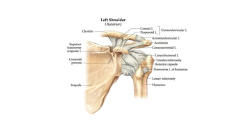 Dislocation of shoulder мөрний мултрал