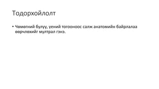 Тодорхойлолт
• Чөмөгний булуу, үений тогооноос салж анатомийн байрлалаа
өөрчлөхийг мултрал гэнэ.
 