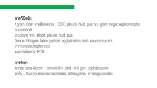 การวินิจฉัย
1.gram stain จากสิ่งส่งตรวจ : CSF, pleural fluid, pus พบ gram negativepleomorphic
coccobacilli
2.culture จาก: blood. pleural fluid, pus
3.ตรวจ Antigen: latex particle agglutination test, countercurrent
immunoelectrophoresis
และการส่งตรวจ PCR
การรักษา
ยากลุ่ม beta-lactam : amoxicillin, 2nd -3rd gen. cephalosporin
ยาอื่น : fluoroquinolone,macrolides, tetracycline, aminoglucosides
 