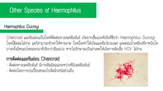 Other Species of Haemophilus
Haemophilus Ducreyi
Chancroid แผลริมอ่อนเป็นโรคที่ติดต่อทางเพศสัมพันธ์ เกิดจากเชื้อแบคทีเรียที่ชื่อว่า Haemophilus Ducreyi
โรคนี้ติดต่อได้ง่าย แต่ก็สามารถรักษาให้หายขาด โรคนี้จะทาให้เกิดแผลที่อวัยวะเพศ และต่อมน้าเหลืองที่ขาหนีบโต
บางครั้งมีหนองไหลออกมาที่เรียกว่าฝีมะม่วง หากไม่รักษาจะเป็นสาเหตให้เกิดการติดเชื้อ HIV ได้ง่าย
การติดต่อแผลริมอ่อน Chancroid
- ติดต่อทางเพศสัมพันธ์ มีการสัมผัสแผลระหว่างที่มีเพศสัมพันธ์
- ติดต่อโดยการปนเปื้อนหนองไปติดผิวหนังส่วนอื่น
 