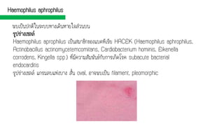 Haemophilus aphrophilus
รูปร่างเซลล์
Haemophilus aprophilus เป็นสมาชิกของแบคทีเรีย HACEK (Haemophilus aphrophilus,
Actinobacillus actinomycetemcomitans, Cardiobacterium hominis, Eikenella
corrodens, Kingella spp.) ที่มีความสัมพันธ์กับการเกิดโรค subacute bacterial
endocarditis
รูปร่างเซลล์ แกรมลบแท่งบาง สั้น oval, อาจพบเป็น filament, pleomorphic
พบเป็นปกติในระบบทางเดินหายใจส่วนบน
 