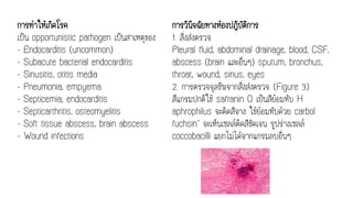 การทาให้เกิดโรค
เป็น opportunistic pathogen เป็นสาเหตุของ
- Endocarditis (uncommon)
- Subacute bacterial endocarditis
- Sinusitis, otitis media
- Pneumonia, empyema
- Septicemia, endocarditis
- Septicarthritis, osteomyelitis
- Soft tissue abscess, brain abscess
- Wound infections
การวินิจฉัยทางห้องปฏิบัติการ
1. สิ่งส่งตรวจ
Pleural fluid, abdominal drainage, blood, CSF,
abscess (brain และอื่นๆ) sputum, bronchus,
throat, wound, sinus, eyes
2. การตรวจจุลชีพจากสิ่งส่งตรวจ (Figure 3)
สีแกรมปกติใช้ safranin O เป็นสีย้อมทับ H.
aphrophilus จะติดสีจาง ใช้ย้อมทับด้วย carbol
fuchsin* จะเห็นเซลล์ติดสีชัดเจน รูปร่างเซลล์
coccobacilli แยกไม่ได้จากแกรมลบอื่นๆ
 