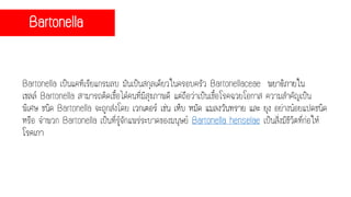 Bartonella
Bartonella เป็นแคทีเรียแกรมลบ มันเป็นสกุลเดียวในครอบครัว Bartonellaceae พยาธิภายใน
เซลล์ Bartonella สามารถติดเชื้อได้คนที่มีสุขภาพดี แต่ถือว่าเป็นเชื้อโรคฉวยโอกาส ความสาคัญเป็น
พิเศษ ชนิด Bartonella จะถูกส่งโดย เวกเตอร์ เช่น เห็บ หมัด แมลงวันทราย และ ยุง อย่างน้อยแปดชนิด
หรือ จาพวก Bartonella เป็นที่รู้จักแพร่ระบาดของมนุษย์ Bartonella henselae เป็นสิ่งมีชีวิตที่ก่อให้
โรคเกา
 