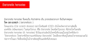Bartonella henselae ซึ่งเคยเป็น Rochalima เป็น proteobacterium ซึ่งเป็นสาเหตุของ
โรค cat-scratch ( bartonellosis )
Bartonella henselae
โรคแมวข่วน (Cat scratch disease) ย่อว่าโรคซีเอสดี (CSD) เป็นโรคเกิดจากร่างกายติดเชื้อ
แบคทีเรีย (ชนิดแกรมลบ) ในสกุล/Genus ที่ชื่อ Bartonella โดยชนิด/Species ที่มักก่อโรคในคนคือ
Bartonella henselae (B. henselae) ซึ่งไข้แมวข่วนจัดเป็นโรคหนึ่งที่รวมอยู่ในกลุ่มโรคที่เรียกว่า
“Bartonellosis โรคต่างๆที่เกิดจากแบคทีเรียสกุล Bartonella” โดยเชื้อจะอาศัยอยู่ในต่อมน้าลายของแมวแต่ไม่
ก่ออาการในแมว ซึ่งเชื้อจะมีอยู่ในน้าลายติดอยู่ที่ขนและติดที่เล็บของแมว
 