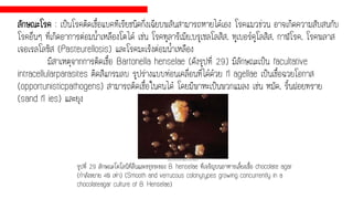ลักษณะโรค : เป็นโรคติดเชื้อแบคทีเรียชนิดกึ่งเฉียบพลันสามารถหายได้เอง โรคแมวข่วน อาจเกิดความสับสนกับ
โรคอื่นๆ ที่เกิดอาการต่อมน้าเหลืองโตได้ เช่น โรคทูลารีเมีย,บรูเซลโลสิส, ทูเบอร์คูโลสิส, กาฬโรค, โรคพลาส
เจอเรลโลซิส (Pasteurellosis) และโรคมะเร็งต่อมน้าเหลือง
มีสาเหตุจากการติดเชื้อ Bartonella henselae (ดังรูปที่ 29) มีลักษณะเป็น facultative
intracellularparasites ติดสีแกรมลบ รูปร่างแบบท่อนเคลื่อนที่ได้ด้วย fl agellae เป็นเชื้อฉวยโอกาส
(opportunisticpathogens) สามารถติดเชื้อในคนได้ โดยมีพาหะเป็นพวกแมลง เช่น หมัด, ริ้นฝอยทราย
(sand fl ies) และยุง
รูปที่ 29 ลักษณะโคโลนีที่ลื่นและขรุขระของ B. henselae ที่เจริญบนอาหารเลี้ยงเชื้อ chocolate agar
(กาลังขยาย 40 เท่า) (Smooth and verrucous colonytypes growing concurrently in a
chocolateagar culture of B. Henselae)
 