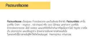 Pasteurellaceae
Pasteurellaceae เป็นกลุ่มของ Proteobacteria และเป็นเพียงสมาชิกลาดับ Pasteurellales เท่านั้น
แบคทีรีย Gram – negative , rod-shaped หรือ cocci มีลักษณะ แตกต่างจาก แบคทีเรีย
Enterobacteriaceae เมื่อมี oxidase และแบคทีเรียที่คล้ายกันมากที่สุดเนื่องจากไม่มี flagella บางชนิด
เป็น pleomorphic และเปลี่ยนรูปร่าง มักจะสามารถสังเกตการก่อตัวของเส้นใย
ในครอบครัวนี้มีบางสายพันธุ์ที่ทาให้เกิดโรคเช่นมนุษย์ Haemophilus influenzae
 