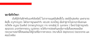 พยาธิสรีรวิทยา
เป็นที่รู้จักกันดีสาหรับแบคทีเรียชนิดนี้ ในร่างกายมนุษย์มันติดเชื้อใน เซลล์เยื่อบุช่องท้อง และสามารถ
ติดเชื้อ erythrocytes ได้ด้วยการผูกและเข้ากับ vacuole ขนาดใหญ่ เมื่อเข้าสู่ภายในพวกเขาเริ่มงอกและ
ก่อให้เกิด atypia นิวเคลียร์ (intraerythrocytic การ กลายพันธุ์ B. quintana ) นี้จะนาไปสู่การถูกระงับ
apoptosis proinflammatory cytokines จะได้รับการปล่อยตัวและเพิ่มการเพิ่มขึ้นของหลอดเลือด
กระบวนการเหล่านี้ทั้งหมดส่งผลให้ผู้ป่วยที่มีอาการทางระบบ (หนาวสั่นไข้ diaphoresis) bacteremia และ
ต่อมน้าเหลือง
 