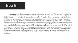 brucella
Brucella เป็น เชื้อแบคทีเรียชนิดแกรมลบ มีขนาดเล็ก (0.5 ถึง 0.7 โดย 0.6 ถึง 1.5 μm) ไม่
ห่อหุ้ม ไม่เคลื่อนที่ coccobacilli intracellular ภายใน Brucella เป็นสาเหตุของ brucellosis ซึ่งเป็น
zoonosis ที่ ส่งผ่านการกินอาหารที่ปนเปื้อน (เช่นผลิตภัณฑ์นมที่ ไม่ผ่านการพาสเจอร์ไรส์ ) การสัมผัส
โดยตรงกับสัตว์ที่ติดเชื้อหรือการสูดดมละอองลอย การส่งผ่านจากมนุษย์สู่มนุษย์เช่นผ่านการมีเพศสัมพันธ์หรือ
จากมารดาถึงเด็กเป็นเรื่องยากมาก แต่เป็นไปได้ การติดเชื้อต่าสุดคือระหว่าง 10 และ 100 สิ่งมีชีวิต ชนิดที่
แตกต่างกันของ Brucella มีลักษณะคล้ายคลึงกันทางพันธุกรรมแม้ว่าแต่ละชนิดจะมีความจาเพาะเฉพาะของ
โฮสต์ที่แตกต่างกันเล็กน้อย ดังนั้นอนุกรมวิธาน NCBI รวมถึงสายพันธุ์ Brucella ส่วนใหญ่ภายใต้ B.
melitensis
 