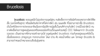 Brucellosis
brucellosis ของมนุษย์มักไม่ถูกส่งจากมนุษย์สู่คน คนติดเชื้อจากการสัมผัสกับของเหลวจากสัตว์ที่ติด
เชื้อ (แกะโคหรือสุกร) หรือผลิตภัณฑ์อาหารที่ได้จากสัตว์ เช่น นมและชีส ที่ไม่ผ่านการฆ่าเชื้อ Brucellosis
เป็นโรคที่เกิดจากการประกอบอาชีพเนื่องจากมีอุบัติการณ์สูงขึ้นในคนที่ทางานกับสัตว์ (กรณีโรงฆ่าสัตว์) คน
อาจติดเชื้อด้วยการสูดดมฝุ่นละอองหรือละอองฝอยที่ปนเปื้อนและด้วยเหตุนี้ CDC จึงติดฉลากว่า Brucella
species เป็นอย่างมากที่สามารถสร้างอาวุธได้ มนุษย์และสัตว์ brucellosis ร่วมกันคงอยู่ของแบคทีเรียใน
เนื้อเยื่อของระบบ phagocyte mononuclear ได้แก่ ม้าม ตับ ต่อมน้าเหลือง และ ไขกระดูก Brucella ยัง
สามารถกาหนดเป้าหมายระบบสืบพันธุ์เพศชาย
 