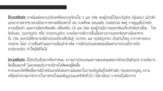 Brucellosis อาจมีผลต่อระบบอวัยวะหรือระบบอวัยวะใด ๆ และ 90% ของผู้ป่วยมีไข้แบบวัฏจักร (ยุ้ยอ่อน) แม้ว่าตัว
แปรอาการต่างๆอาจรวมถึงอาการทางคลินิกเหล่านี้ เช่น ปวดศีรษะ อ่อนเพลีย ปวดข้อปวด หดหู่ การสูญเสียน้าหนัก
ความเมื่อยล้า และความผิดปกติของตับ เหงื่อเหม็น 20 และ 60% ของผู้ป่วยมีภาวะแทรกซ้อนเกี่ยวกับข้อเข่าเสื่อม - โรค
ข้ออักเสบ, spondylitis หรือ osteomyelitis อาจเกิดภาวะตับวายขึ้นเนื่องจากภาวะแทรกซ้อนทางเดินอาหาร
ถึง 20% ของกรณีที่สามารถมีส่วนร่วมอวัยวะสืบพันธุ์; orchitis และ epididymitis เป็นส่วนใหญ่ อาการทางระบบ
ประสาท ได้แก่ ภาวะซึมเศร้าและความเมื่อยล้าทางจิต การมีส่วนร่วมของหลอดเลือดสามารถรวมถึงการเกิด
endocarditis ทาให้เสียชีวิตได้
brucellosis เรื้อรังเป็นเรื่องยากที่จะกาหนด; ความยาวประเภทและการตอบสนองต่อการรักษาเป็นตัวแปร อาจเกิดการ
ติดเชื้อเฉพาะที่ ไม่ควรยอมรับการบริจาคโลหิตของผู้ติดเชื้อ
ทารกแรกเกิดที่ติดเชื้ออาจมีน้าหนักแรกเกิดน้อยความล้มเหลวในการเจริญพันธุ์โรคดีซ่านตับ hepatomegaly ความ
เหนื่อยล้าความยากลาบากในการหายใจและสัญญาณแบคทีเรียทั่วไป (ไข้อาเจียน) บางกรณีไม่มีอาการ
 