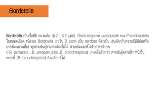 Bordetella
Bordetella เป็นเชื้อที่มี ขนาดเล็ก (0.2 - 0.7 μm), Gram-negative coccobacilli ของ Proteobacteria
ในหลอดเลือด ชนิดของ Bordetella ยกเว้น B. petrii เป็น aerobes ที่จาเป็น เช่นเดียวกับความพิถีพิถันหรือ
ยากที่จะเพาะเลี้ยง ทุกสายพันธุ์สามารถติดเชื้อได้ สามชนิดแรกที่ได้รับการอธิบาย
( B. pertussis , B. parapertussis ,B. bronchiseptica) บางครั้งเรียกว่า สายพันธุ์คลาสสิก หนึ่งใน
เหล่านี้ (B. bronchiseptica) ยังเคลื่อนที่ได้
 