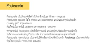 Pasteurella
Pasteurella เป็นเชื้อแบคทีเรียที่ไม่ใช่ออกซิเจนในรูป Gram – negative
Pasteurella species ไม่ใช่ motile และ pleomorphic และมักแสดงการย้อมสีสองขั้ว
("safety pin" appearance)
ส่วนใหญ่เป็นสายพันธุ์ catalase และ oxidease - positive
หลายสายพันธุ์ Pasteurella เป็นเชื้อโรคจากสัตว์ และมนุษย์สามารถติดเชื้อจากสัตว์กัดได้
ในสัตว์แทะและนกสายพันธุ์ Pasteurella สามารถทาให้เกิดโรคปอดบวมคุกคามชีวิตได้
Pasteurella haemolytica เป็นสายพันธุ์ที่ติดเชื้อส่วนใหญ่เป็นโคและม้า P.multocida เป็นสาเหตุสาคัญ
ที่สุดในการติดเชื้อ Pasteurella ของมนุษย์
 