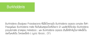 Burkholderia
Burkholderia เป็นกลุ่มของ Proteobacteria ที่มีเชื้อโรครวมถึง Burkholderia cepacia complex ซึ่งทา
ร้ายมนุษย์และ Burkholderia mallei ซึ่งเป็นต้นเหตุของโรคที่เกิดจาก ม้า และสัตว์ที่เกี่ยวข้อง Burkholderia
pseudomallei สาเหตุของ melioidosis ; และ Burkholderia cepacia เป็นเชื้อที่สาคัญในการติดเชื้อใน
ปอดในคนที่เป็น โรคปอดเรื้อรัง ( cystic fibrosis , CF)
 