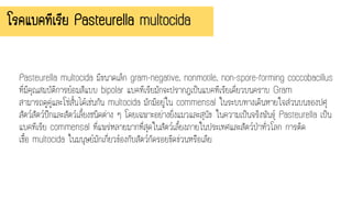 โรคแบคทีเรีย Pasteurella multocida
Pasteurella multocida มีขนาดเล็ก gram-negative, nonmotile, non-spore-forming coccobacillus
ที่มีคุณสมบัติการย้อมสีแบบ bipolar แบคทีเรียมักจะปรากฏเป็นแบคทีเรียเดี่ยวบนคราบ Gram
สามารถดูคู่และโซ่สั้นได้เช่นกัน multocida มักมีอยู่ใน commensal ในระบบทางเดินหายใจส่วนบนของปศุ
สัตว์สัตว์ปีกและสัตว์เลี้ยงชนิดต่าง ๆ โดยเฉพาะอย่างยิ่งแมวและสุนัข ในความเป็นจริงพันธุ์ Pasteurella เป็น
แบคทีเรีย commensal ที่แพร่หลายมากที่สุดในสัตว์เลี้ยงภายในประเทศและสัตว์ป่าทั่วโลก การติด
เชื้อ multocida ในมนุษย์มักเกี่ยวข้องกับสัตว์กัดรอยขีดข่วนหรือเลีย
 