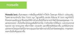 Moraxella bovis เป็นสาเหตุของ การติดเชื้อแบคทีเรียที่ ทาให้เกิด โรคตาแดง ที่เรียกว่า colloquially
ในสหราชอาณาจักรเป็น New Forest eye ในฐานะที่เป็น aerobe ที่เข้มงวด M. bovis จะถูกกักขังไว้
ที่กระจกตาและเยื่อบุลูกตาซึ่งจะส่งผลให้มีการอักเสบเรื้อรังที่ไม่สามารถจากัดตัวได้เองแผลพุพองและ การ
แตกของกระจกตา เป็นโรคที่พบได้บ่อยและติดเชื้อวัวเท่านั้น การรักษาคือการใช้ทั้งแบบ subconjunctival
injection ของ tetracycline หรือการใช้ยา cloxacillin เฉพาะที่มีประสิทธิผลมากขึ้น แบคทีเรียสามารถ
แพร่กระจายโดยแมลงวันดังนั้นการควบคุมแมลงวันอาจมีความจาเป็นในฟาร์มตลอดฤดูร้อน การแตกออก
ของตาเป็นเรื่องที่รุนแรงมากขึ้น
moraxella
 